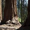 Even though the trail features the Dead Giant, you can get up close with other Giant Sequoias.  They're everywhere!