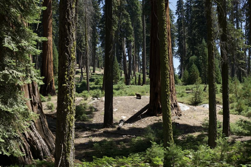 Black bears can be seen throughout the Giant Forest.  Enjoy these animals from a safe distance, and everyone will have a great day!