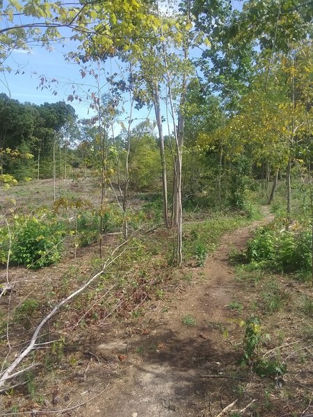 Clear cutting through the woods, and the MST