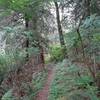 Trail running through a green woods with ferns on both sides.