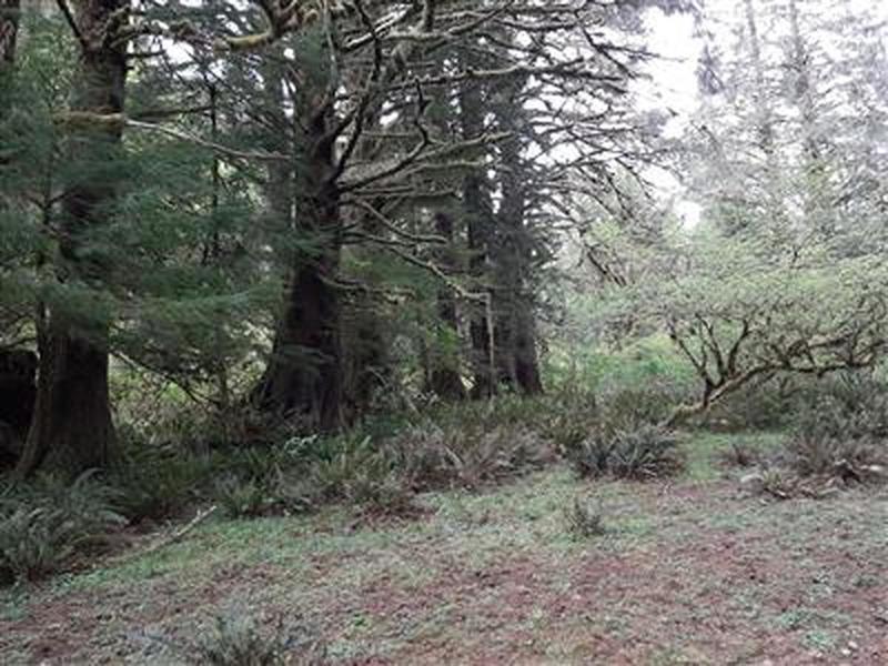 A meadow with large, old sitka spruce trees on the edges.
