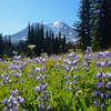 Huge fields of lupines can be found at the top of Divide Camp Trail.