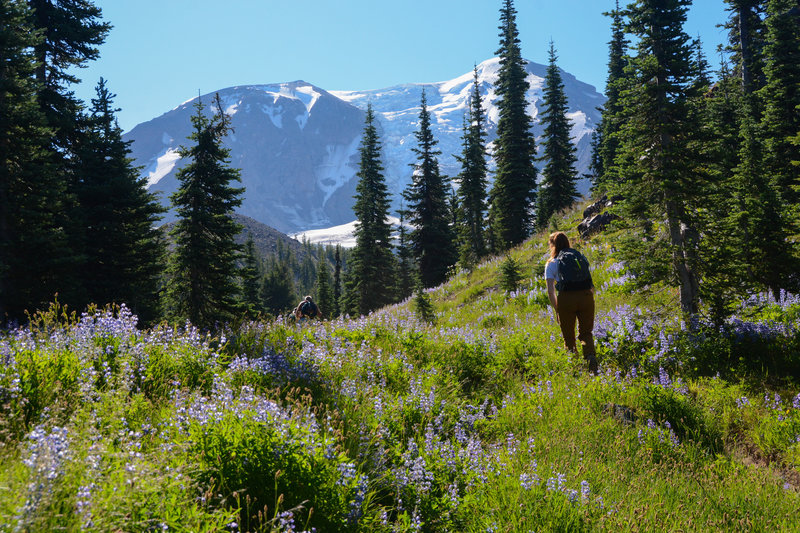 Approaching the PCT at the top of the Divide Camp Trail with great views of Adams.