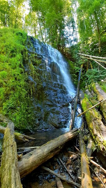 University Falls tumbles over a stepped rock face onto a pile of huge logs, surrounded by moss and red alder.