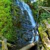 University Falls tumbles over a stepped rock face onto a pile of huge logs, surrounded by moss and red alder.