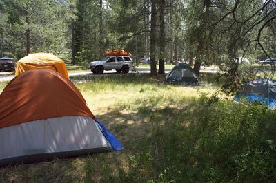 are dogs allowed at donner state park