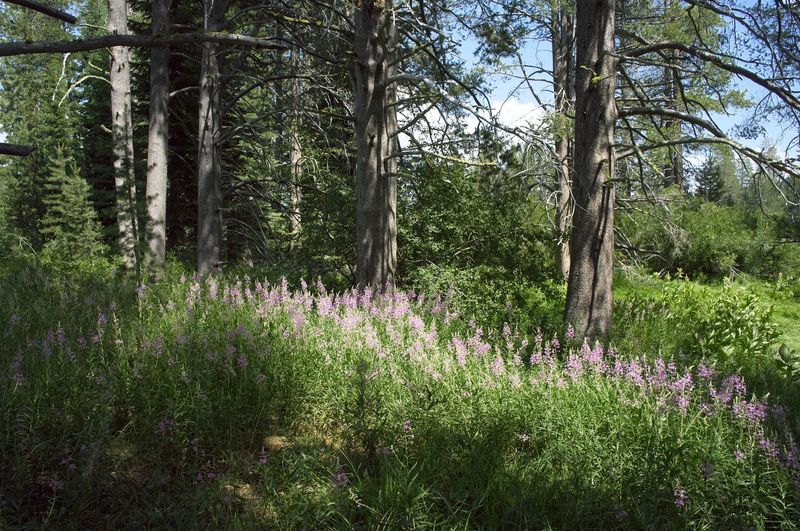 Pine trees and alpine flowers along the trail.