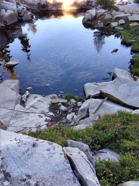 As the water in Aloha Lake recedes smaller pools with distinct plant communities, here water grasses, become noticeable.