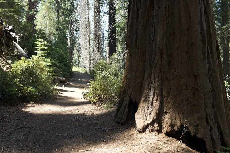 The Old Bear Hill Road Trail is a wide trail that climbs through the Giant Forest before descending back toward the road and museum.