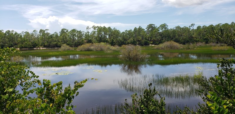 The man-made lake looks like a fun place for swamp critters.