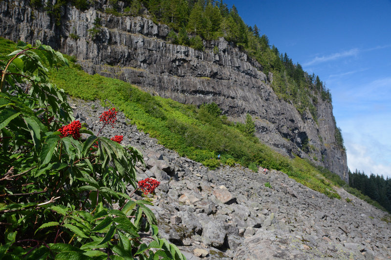 Berries add a splash of color in the talus field below Table Rock's columnar basalt cliffs.