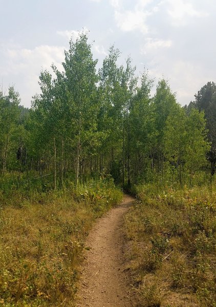 Flat terrain on trail 715.