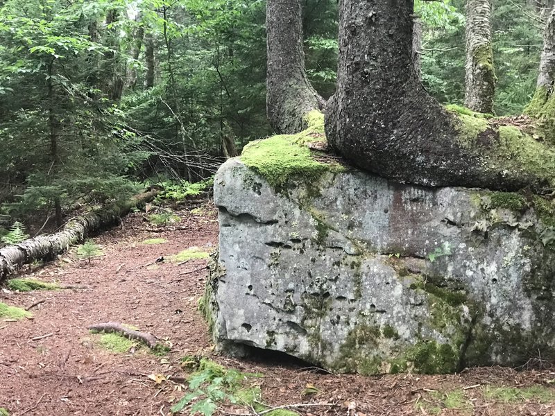 Trees grow out of rocks along the trail.