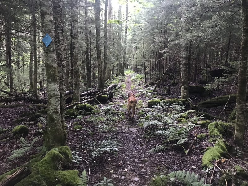 Dark Spruce Forest along Right Fork Connector Trail