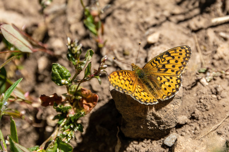 Coronis Fritillary