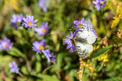 Western White Butterfly