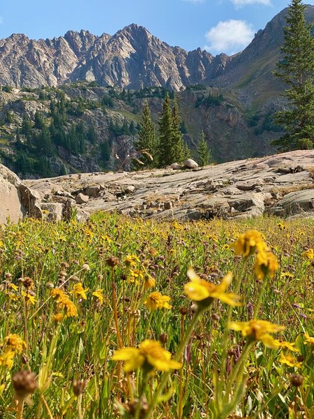 Wildflowers on the way to Pitkin Lake