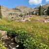 Wildflowers at Pitkin Creek