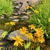 Wildflowers at Pitkin Creek