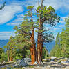 There are many Western Junipers scattered along the top of the ridge leading up to Arch Rock