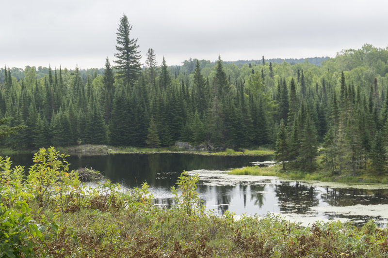 Looking over unnamed pond.