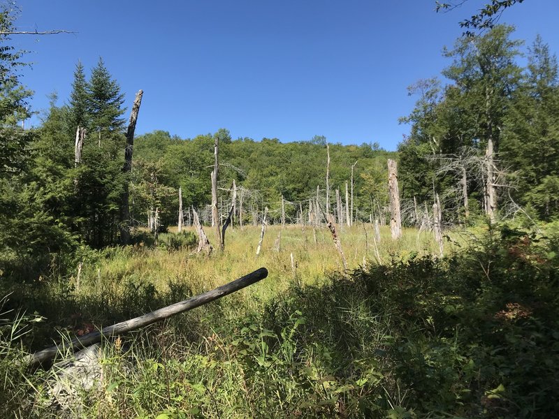 Dead tree marsh.