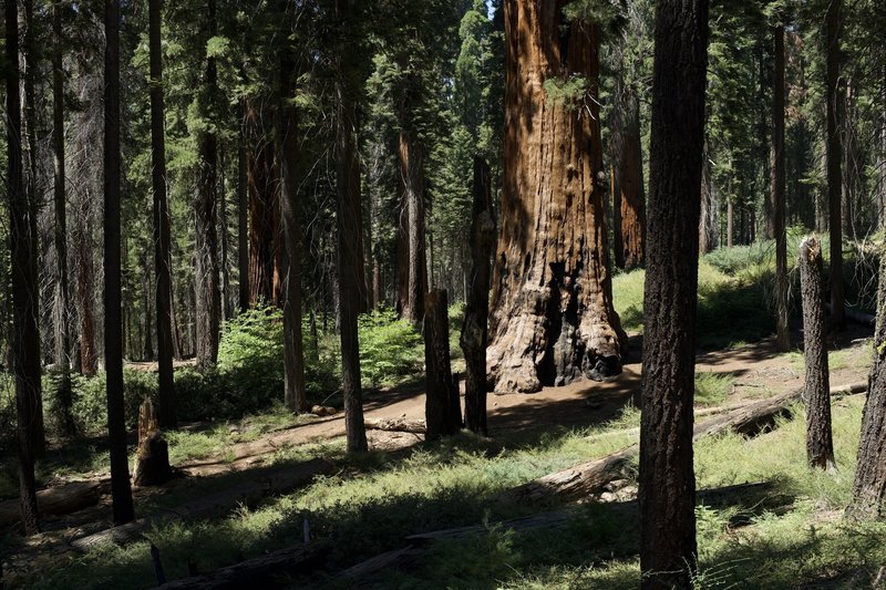 The Colonel Young Tree sits just off the Bear Hill Trail and recognizes the contribution of Colonel Charles Young, a Buffalo Soldier who became the first African American national park superintendent.