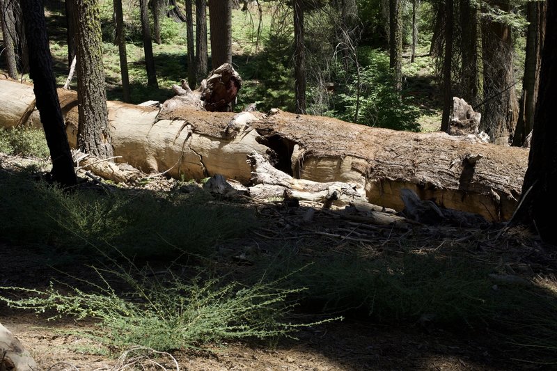 A fallen giant sequoia tree sits just off the trail, giving you an appreciation of just how large these trees are.