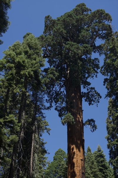 The top of a Giant Sequoia Tree.