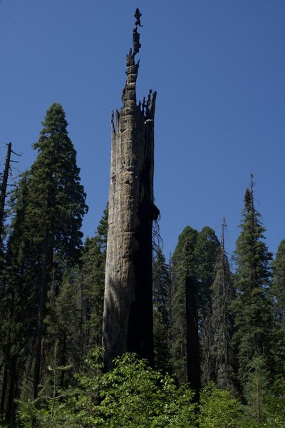 A damaged giant sequoia standing defiantly against mother nature.