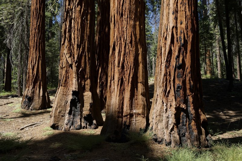 Giant Sequoias provide shade during the hike at all hours of the day, making this a great hike even in the heat of the day.