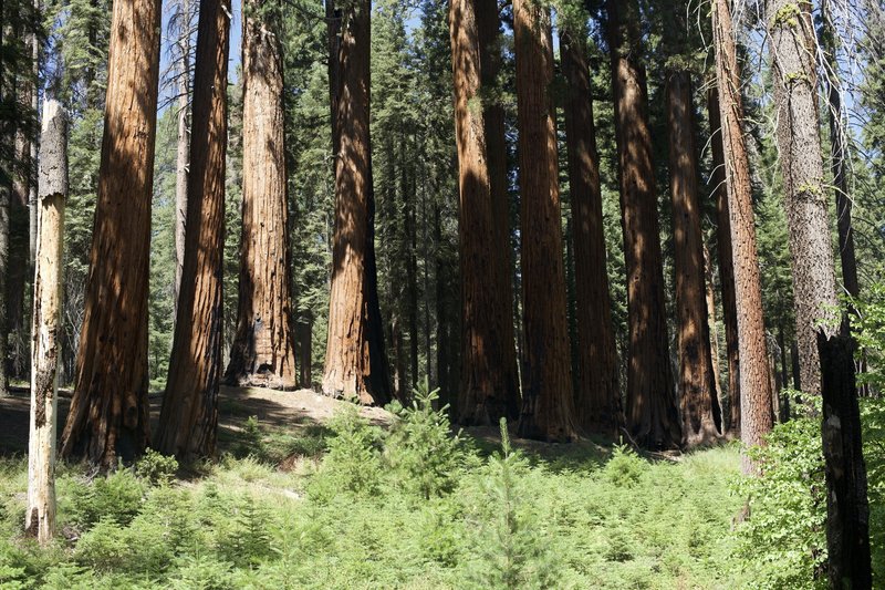 Everywhere you look, there are Giant Sequoias. Here, a large group sits just off the trail.  Did these all start growing at the same time?  Did their seeds all come from the same tiny sequoia cone?