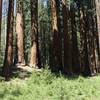 Everywhere you look, there are Giant Sequoias. Here, a large group sits just off the trail.  Did these all start growing at the same time?  Did their seeds all come from the same tiny sequoia cone?