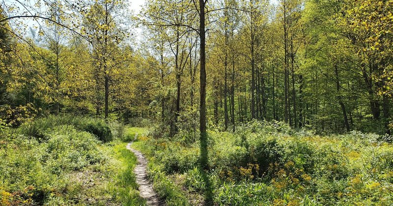 The clearing at the bottom of the hill just before the turnpike and creek. Otherwise this trail is almost always in the shade.