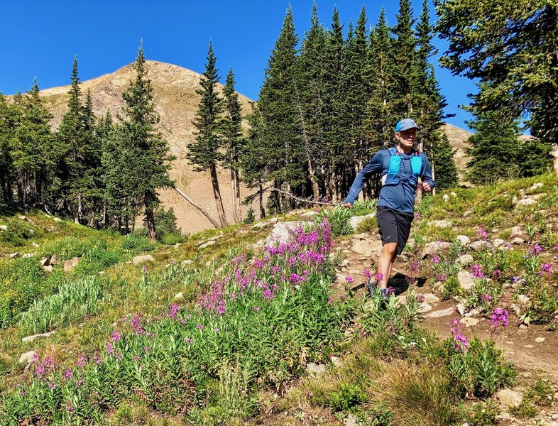 Wildflowers near Rogers Pass Lake