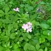 Geranium maculatum