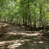 Heavy forest along the trail.