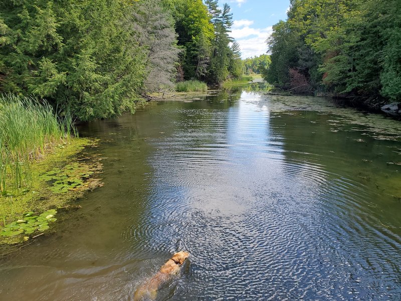 Dog swimming in Parrott's Bay.