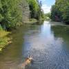 Dog swimming in Parrott's Bay.