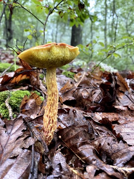 Shaggy Stalk Bolete on the trail