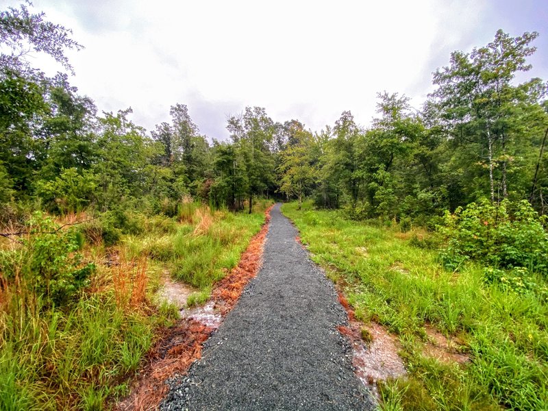 Raised walkway through the wetland at the start of the trail