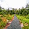 Raised walkway through the wetland at the start of the trail