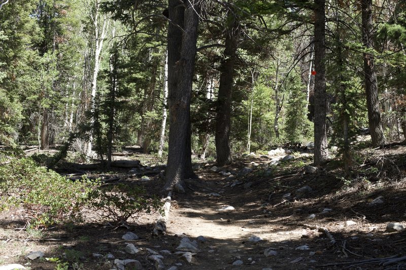 The trail winds through the woods.  There are red markers on the trees that help make sure you stay on the right path.