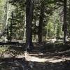 The trail winds through the woods.  There are red markers on the trees that help make sure you stay on the right path.