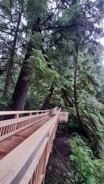 Old Growth Trail