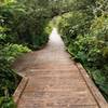 The ADA accessible boardwalk headed into the wetlands with brush on either side.