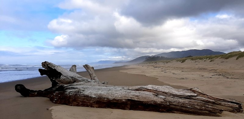 A driftwood log on a long, misty beach.