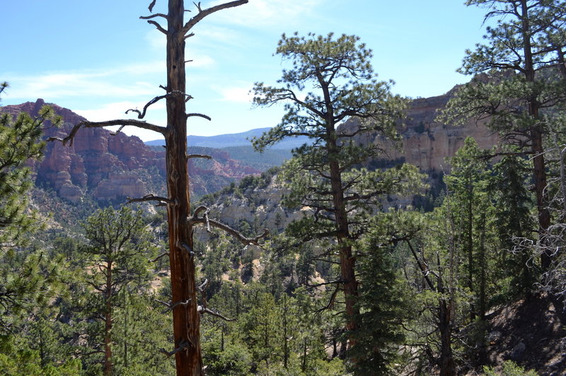 Halfway up with tree obscured views.