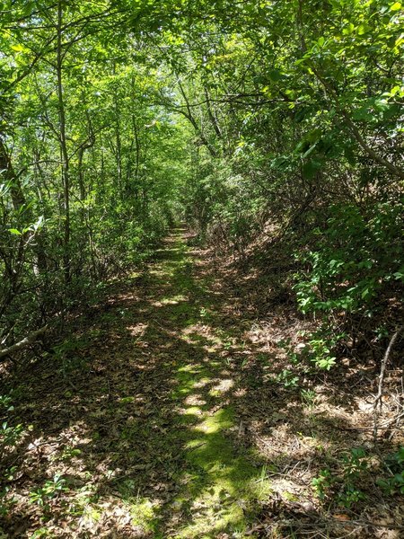 Allegheny Trail in August.