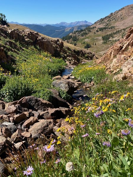 The last wildflowers hanging on in September